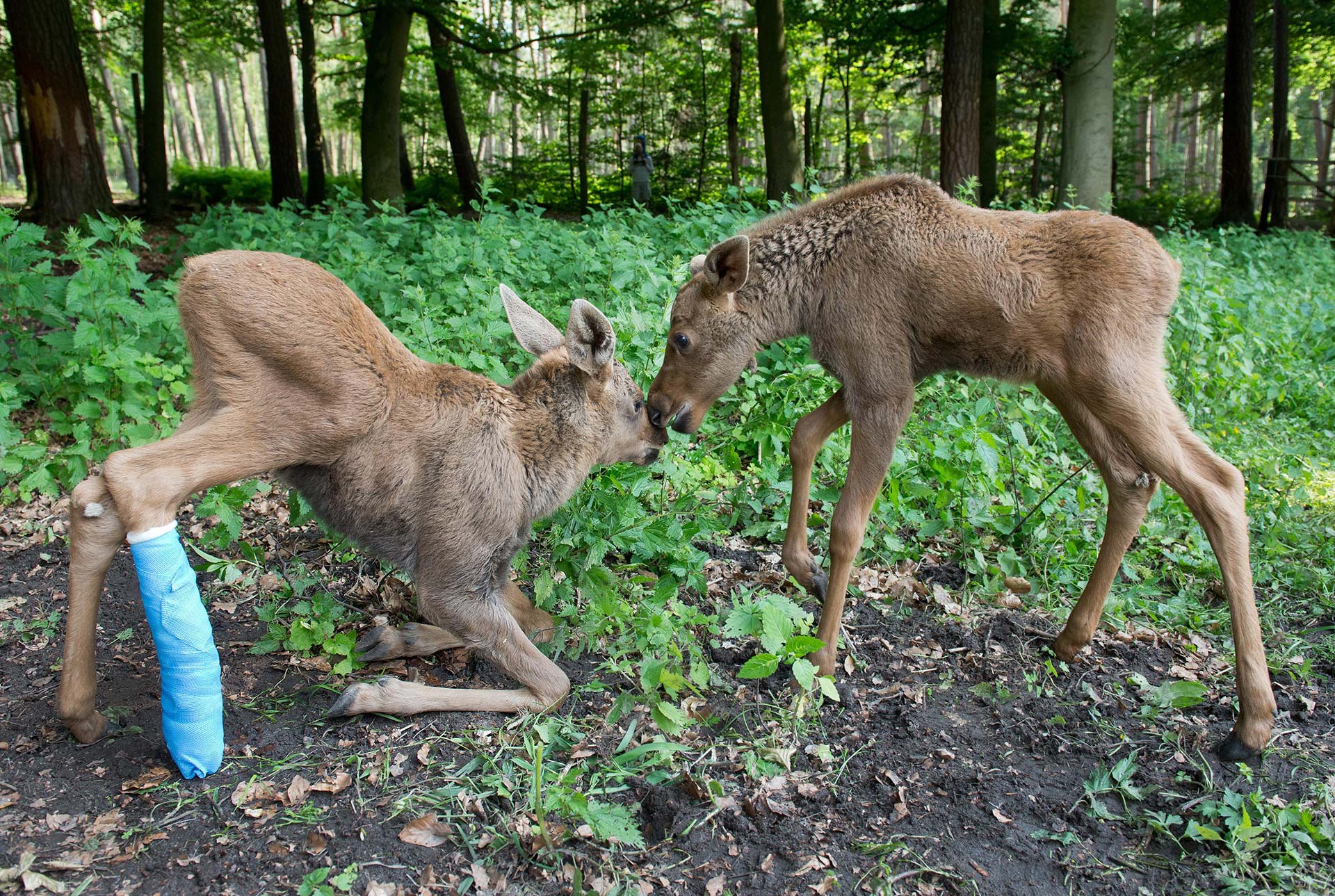 National Wildlife Centre