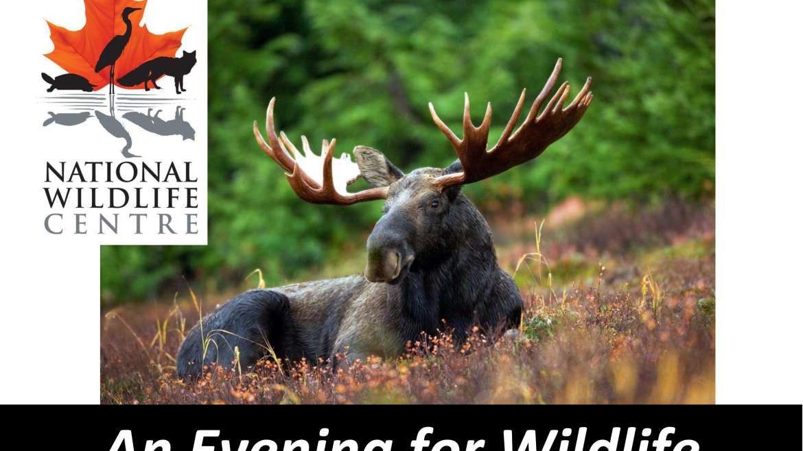 An evenng for wildlife
