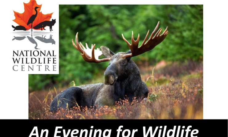 An evenng for wildlife