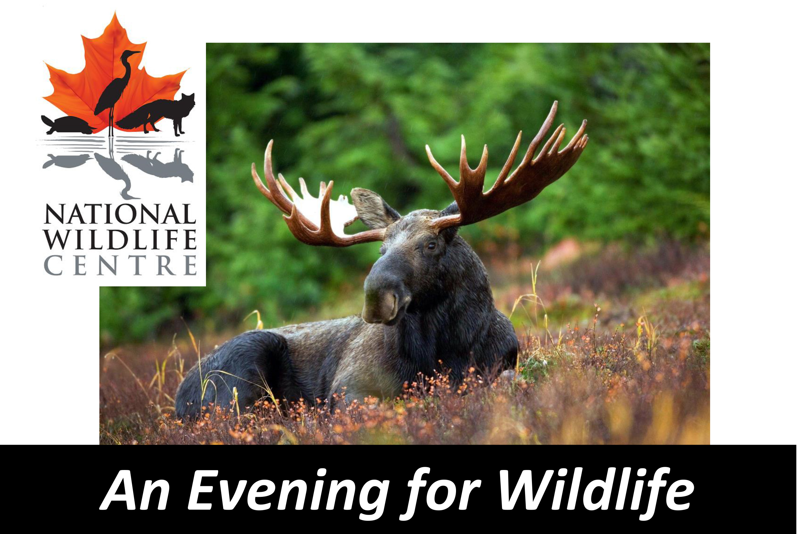 An evenng for wildlife